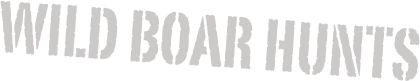 Wild boar hunts